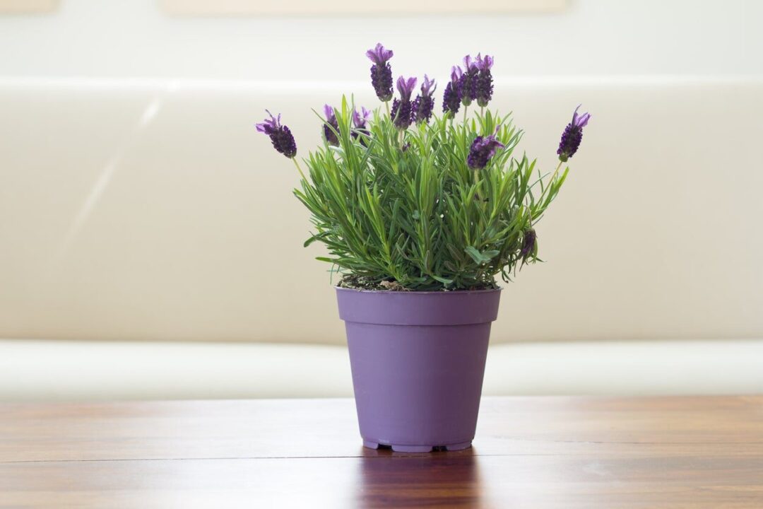 Herb - Lavender