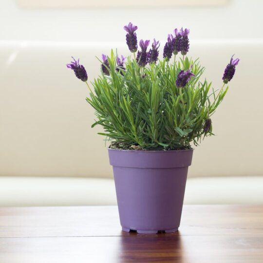 Herb - Lavender