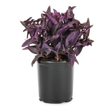 Wandering Jew (Purple Queen) 1 Gal